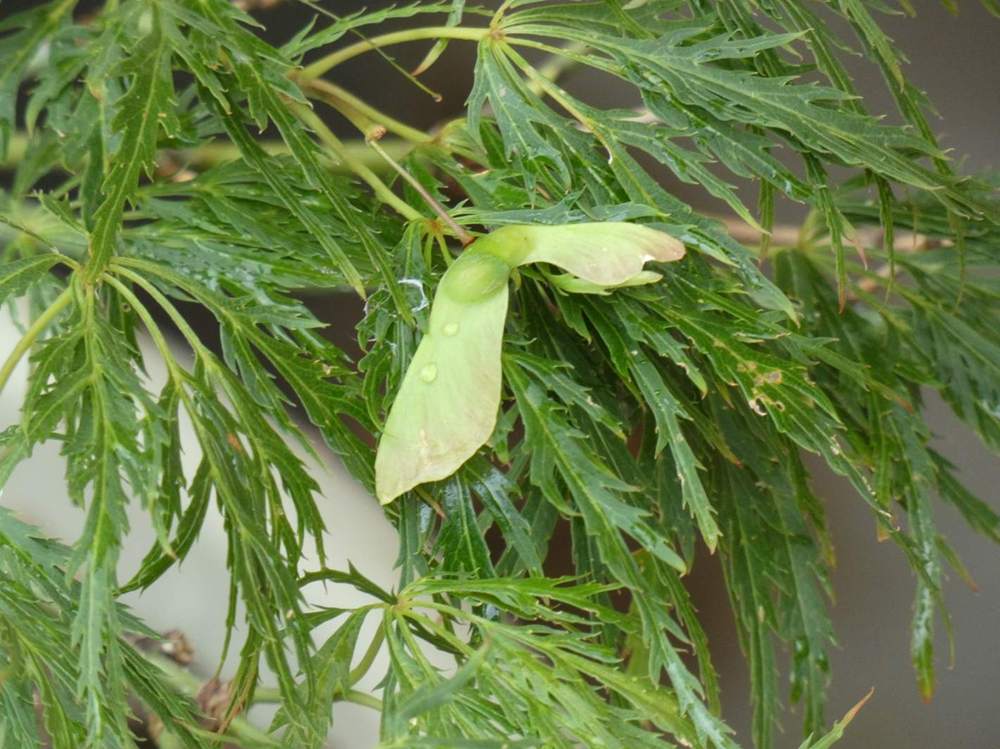samare de aceraceae acer palmatum ssp. matsumurae gr. dissectum cv. 'viridis'