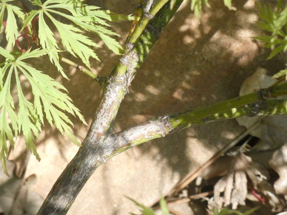 écorce de aceraceae acer palmatum ssp. matsumurae gr. dissectum cv. 'viridis'