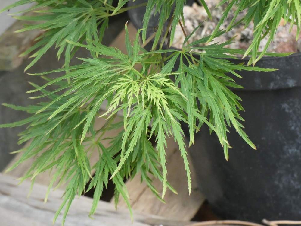 printemps de aceraceae acer palmatum ssp. matsumurae gr. dissectum cv. 'viridis'