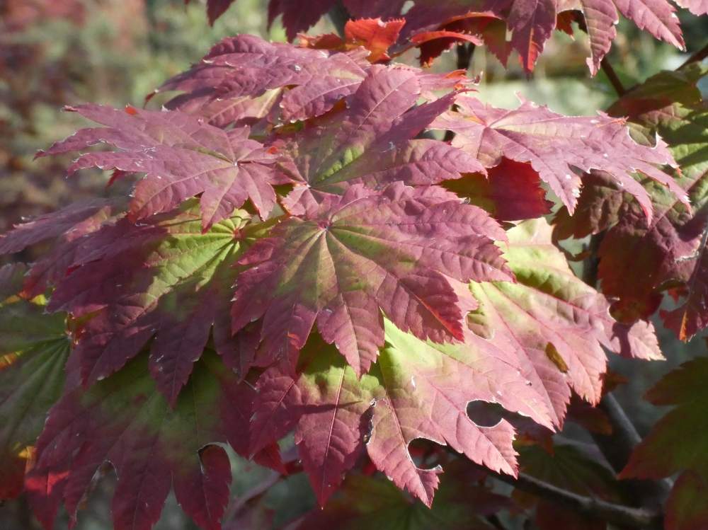 automne de aceraceae acer japonicum cv. 'vitifolium'