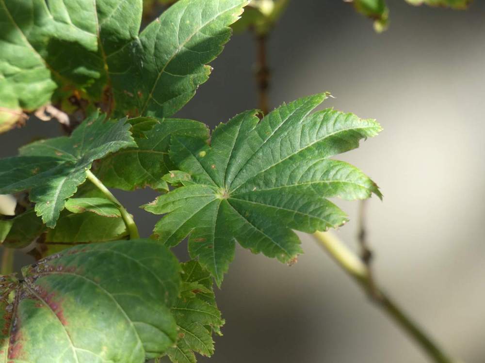 été de aceraceae acer japonicum cv. 'vitifolium'