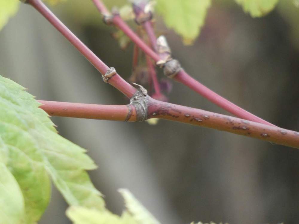 jeune bois de aceraceae acer japonicum cv. 'vitifolium'