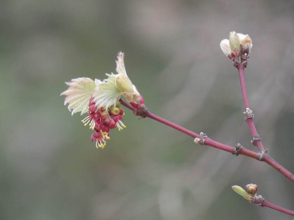 fleur de aceraceae acer japonicum cv. 'vitifolium'