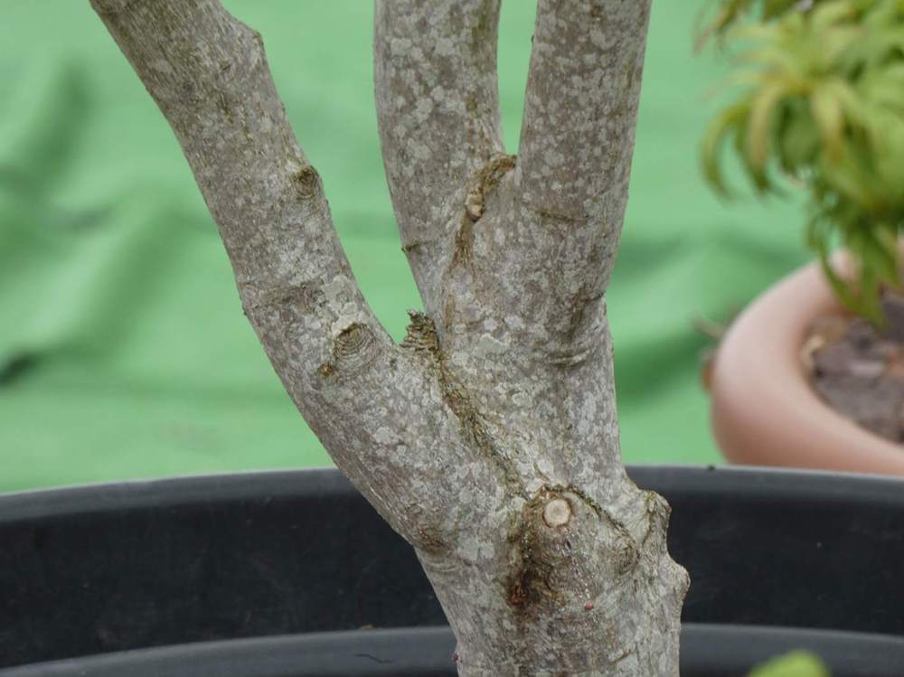 écorce de aceraceae acer japonicum cv. 'vitifolium'