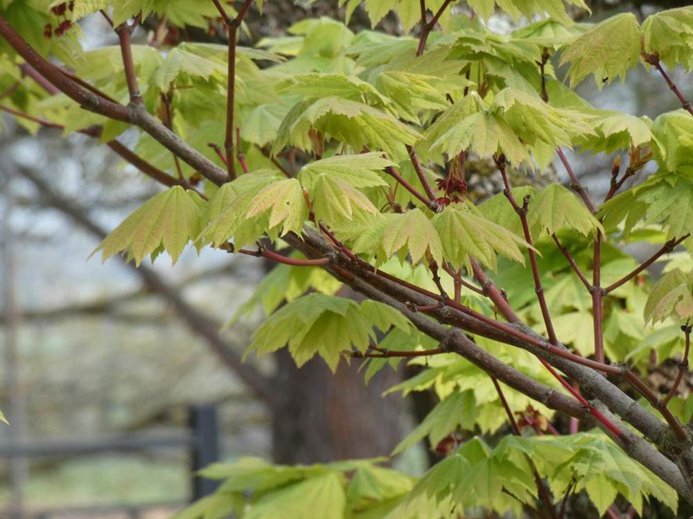 printemps de aceraceae acer japonicum cv. 'vitifolium'