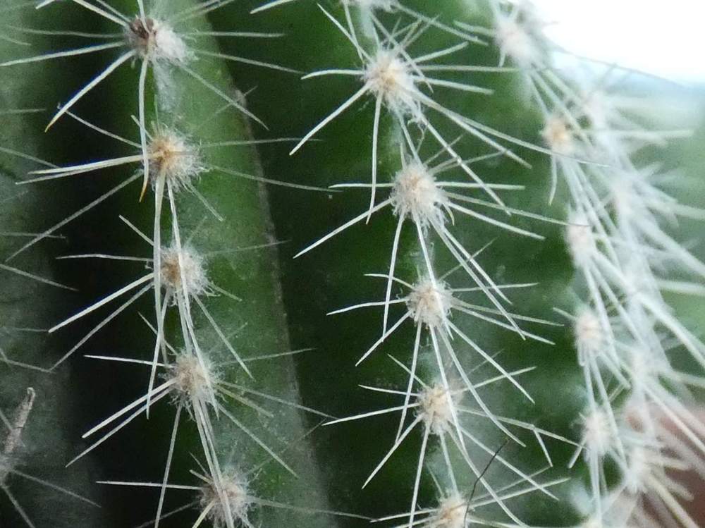 aréole-aiguillon de cactaceae eriocephala warasii