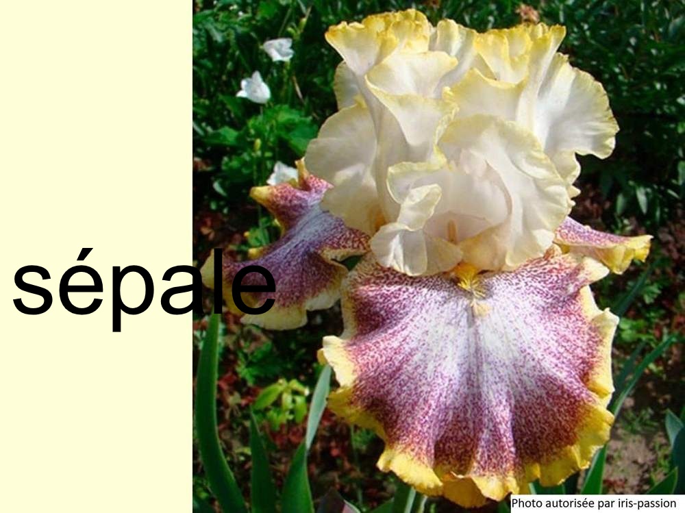 sépale de iridaceae iris barbu cv. 'whispering spirits'