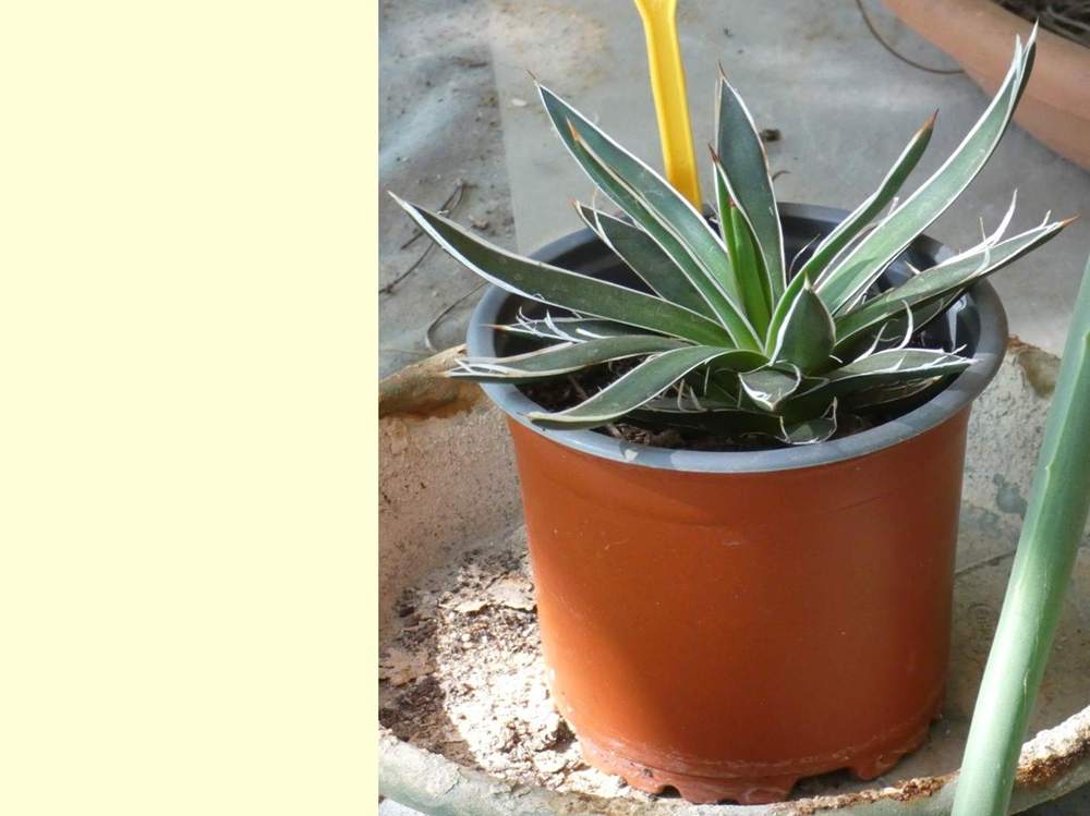 Agavaceae Agave schidigera cv. 'white stripe'