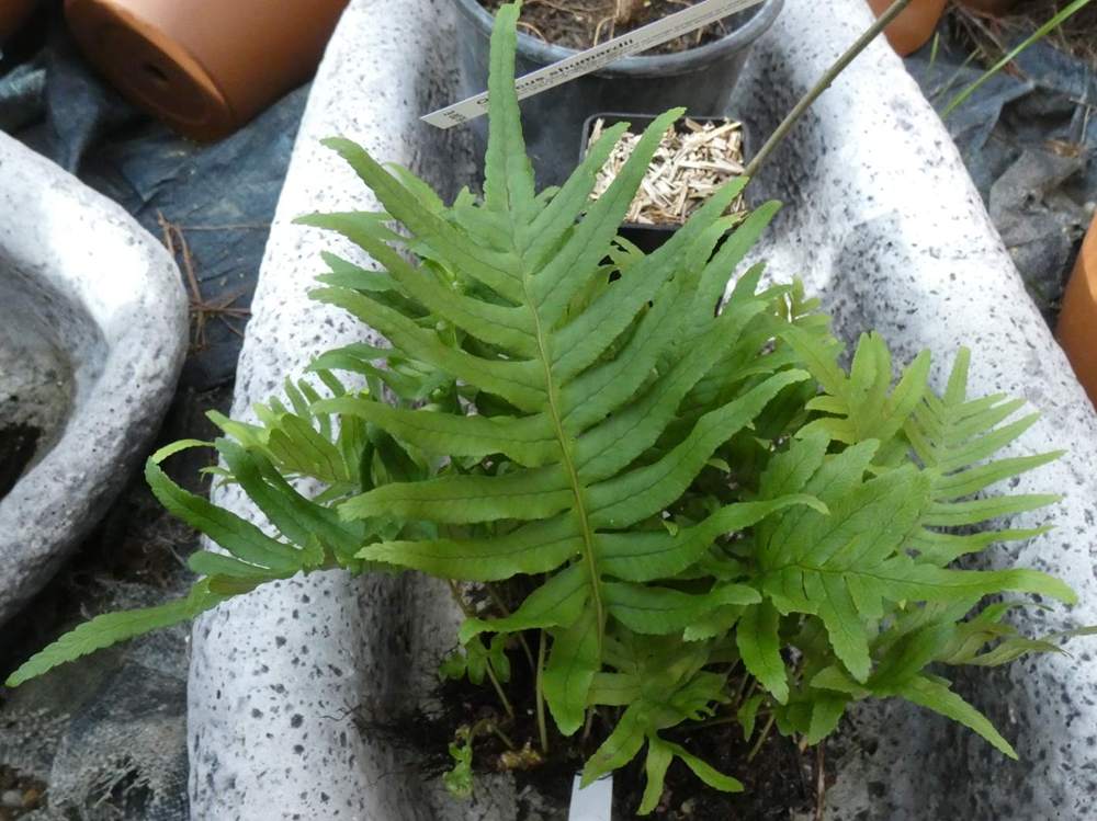 polypodiaceae polypodium cambricum cv. 'whitley giant'