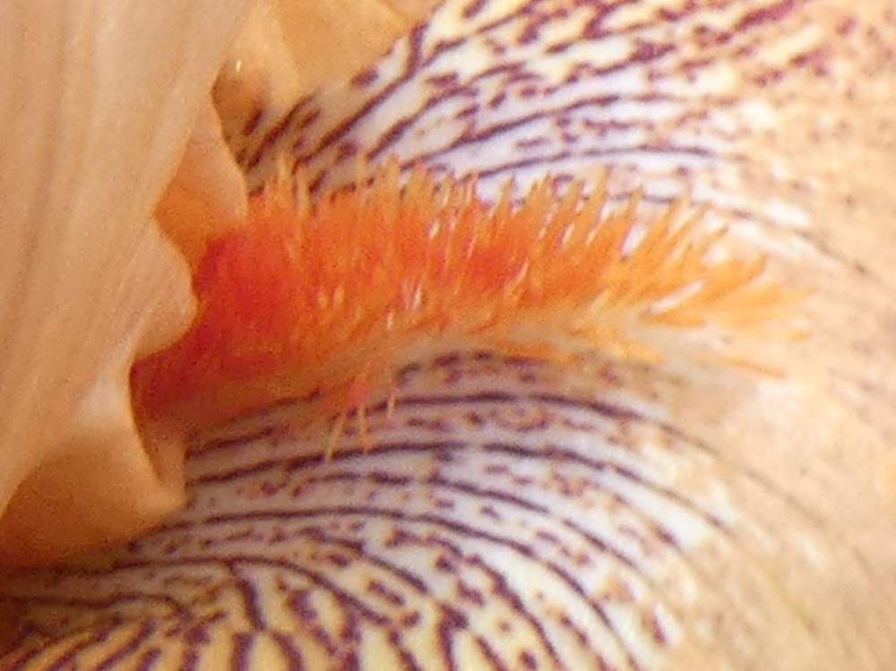 barbe de iridaceae iris barbu cv. 'wild'