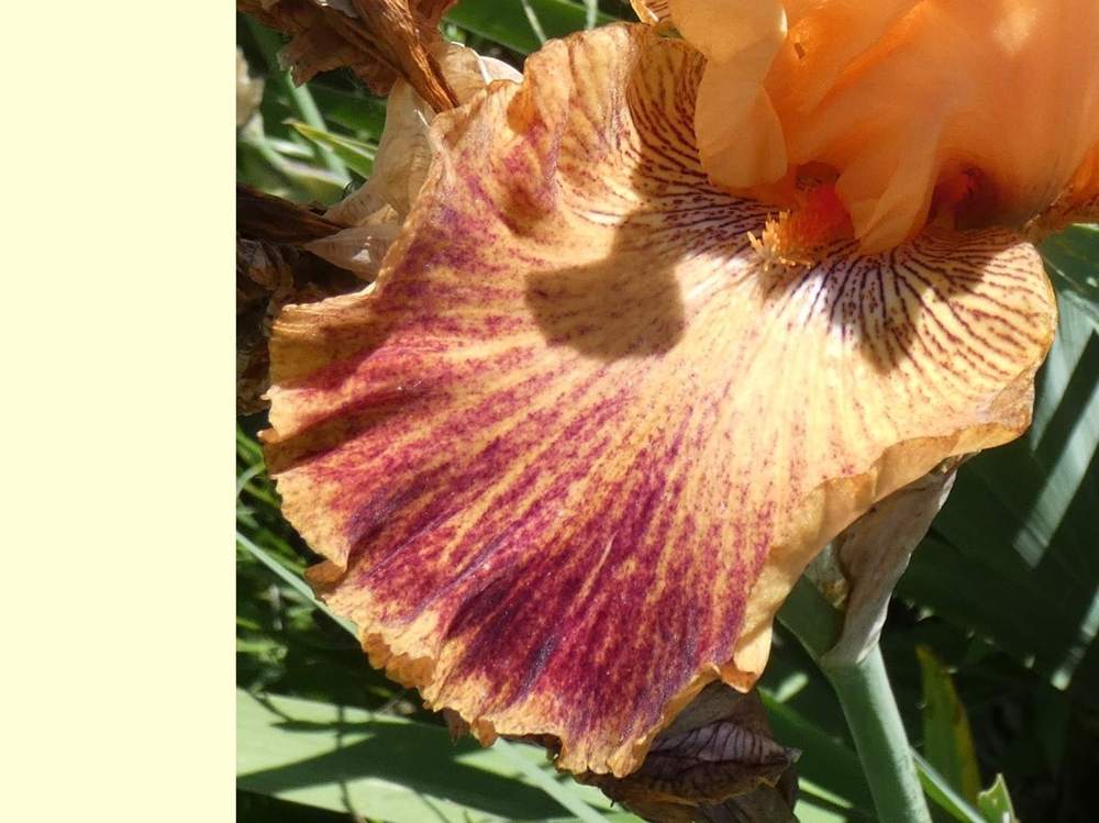 sépale de iridaceae iris barbu cv. 'wild'