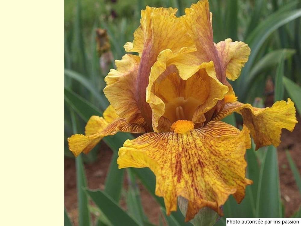 iridaceae iris barbu cv. 'wizard of odds'