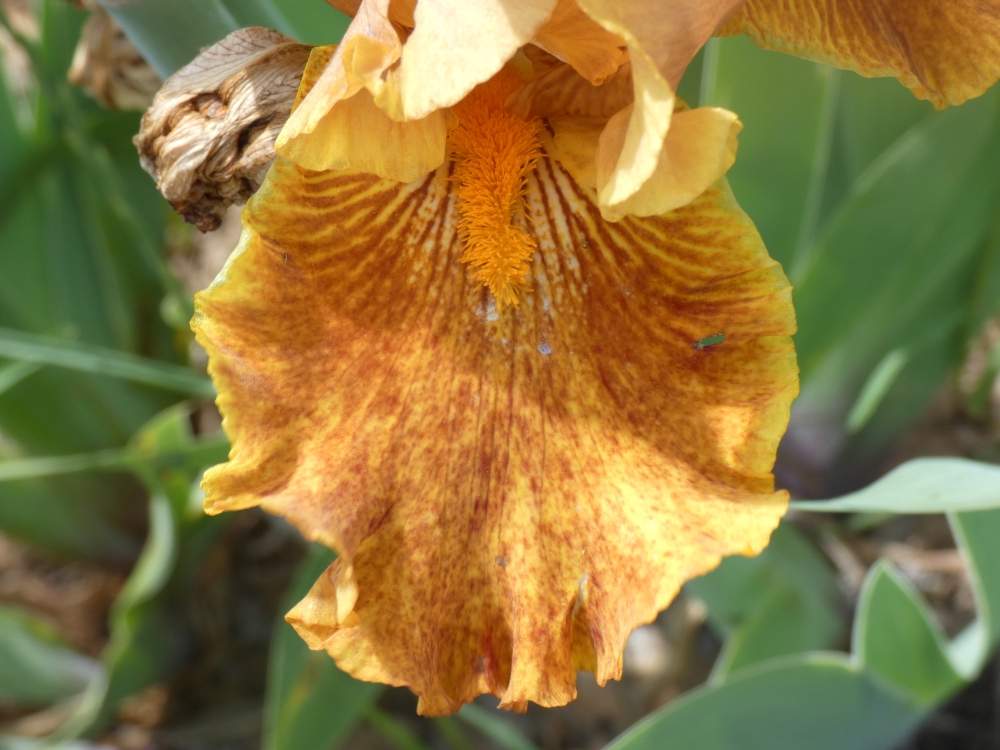 sépale de iridaceae iris barbu cv. 'wizard of odds'