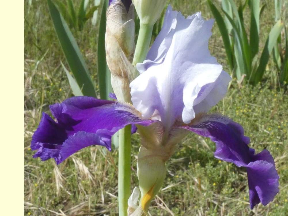 iridaceae iris barbu cv. 'world class'