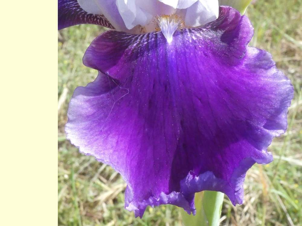 sépale de iridaceae iris barbu cv. 'world class'