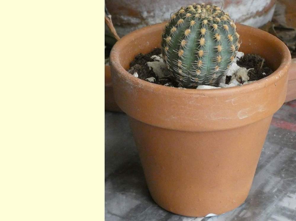 visuel de cactaceae lobivia wrightiana