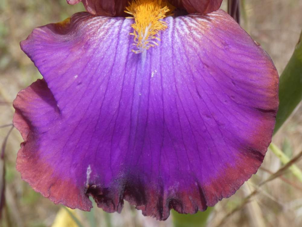 sépale de iridaceae iris barbu cv. 'xanthippe's halo'