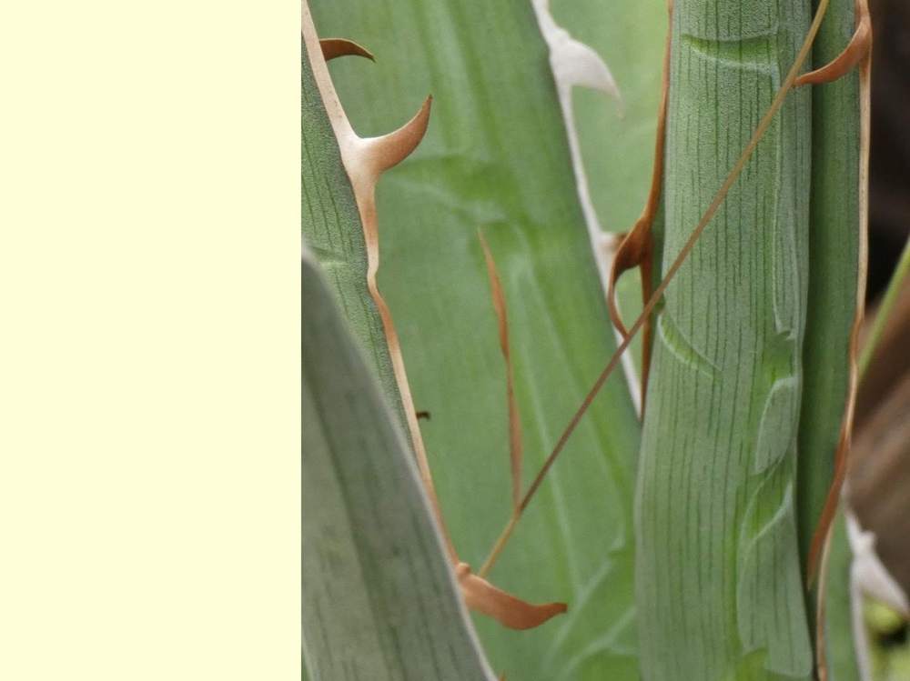dent de agavaceae agave xylonacantha