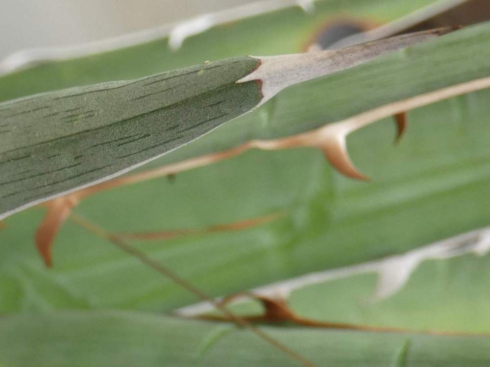 pointe de agavaceae agave xylonacantha