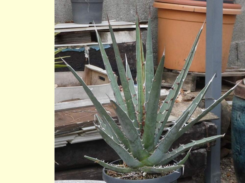 Agavaceae Agave xylonacantha