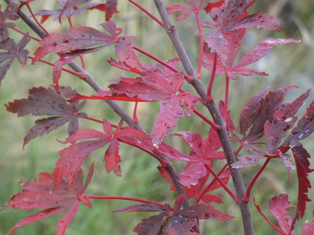 automne de aceraceae acer shirasawanum cv. 'yasemin'