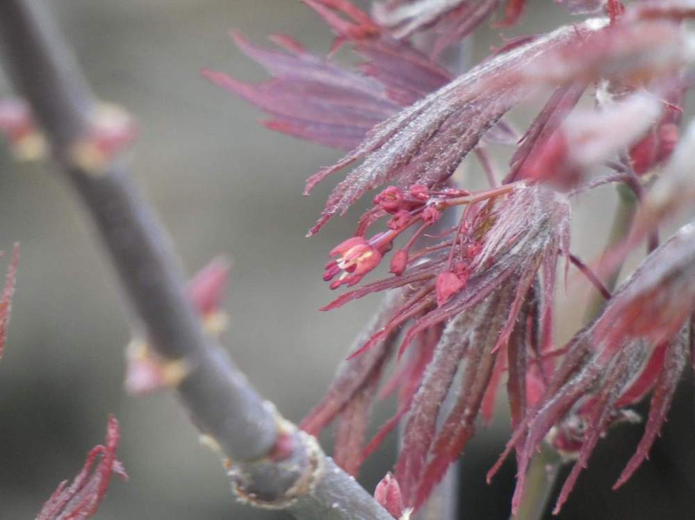 fleur de aceraceae acer shirasawanum cv. 'yasemin'