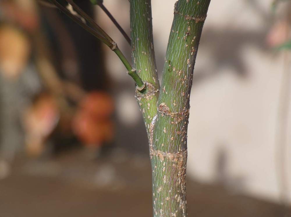 écorce de aceraceae acer shirasawanum cv. 'yasemin'