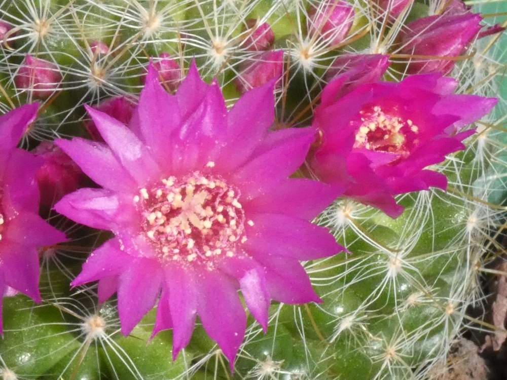 fleur de cactaceae mammillaria zeilmanniana