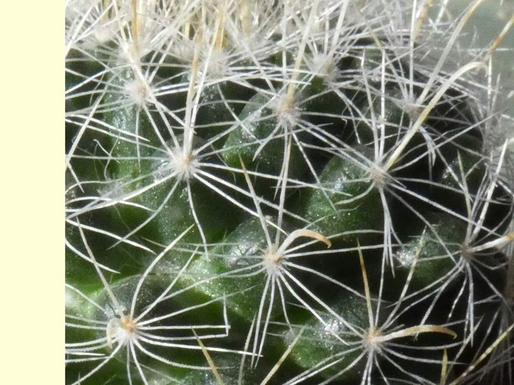 aréole-aiguillon de cactaceae mammillaria zeilmanniana