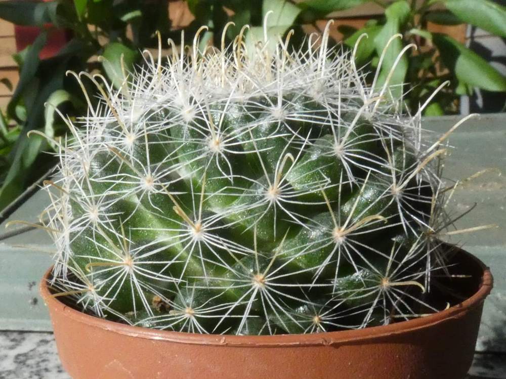 Cactaceae Mammillaria zeilmanniana
