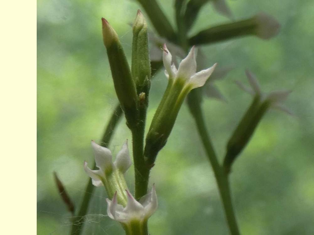 fleur de crassulaceae adromischus cristatus var. zeyheri