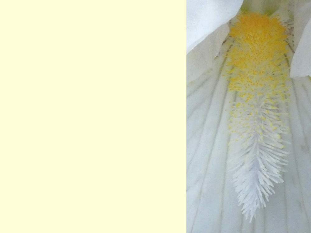 barbe de iridaceae iris barbu cv. 'zurich'