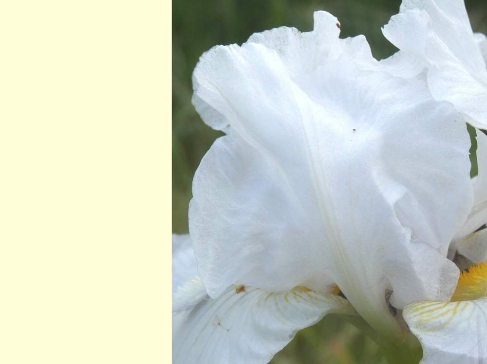 pétale de iridaceae iris barbu cv. 'zurich'